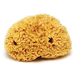 Sponges